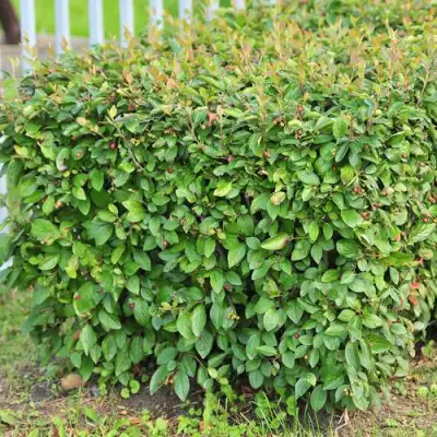 Кизильник блестящий в Дзержинске