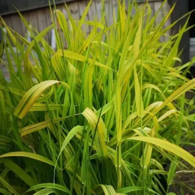 Фалярис АРКТИК САН тростниковый в Дзержинске