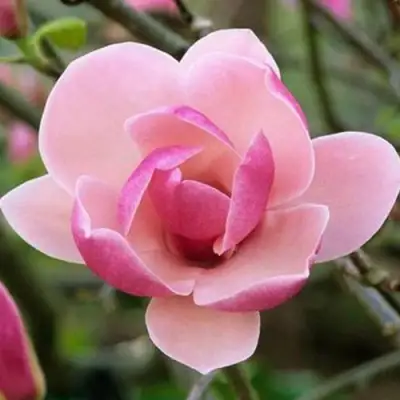 Магнолия РУСТИКА РУМБА в Дзержинске