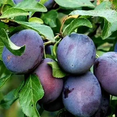 Слива ВЕНГЕРКА БЕЛОРУССКАЯ в Дзержинске