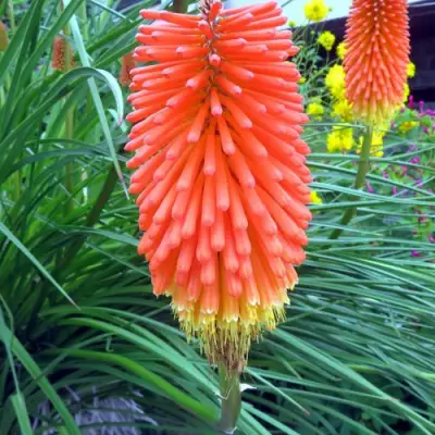 Книфофия БЕНГАЛ ФАЕР гибридная в Дзержинске