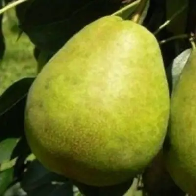 Груша ЛАГОДНАЯ в Дзержинске