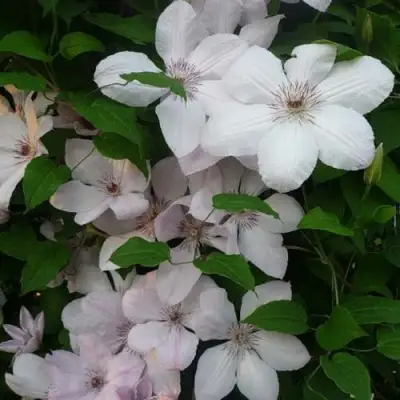 Клематис ИОАНН ПАВЕЛ 2 в Дзержинске