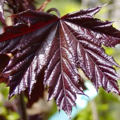 Клен КРИМСОН КИНГ остролистный в Дзержинске