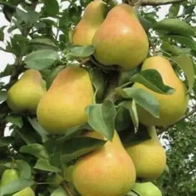 Груша ЛЮБИМИЦА ЯКОВЛЕВА в Дзержинске