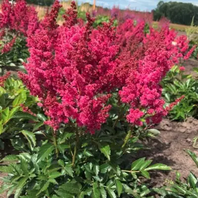 Астильба ЛАКИ ДЕЙ Арендса в Дзержинске