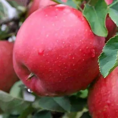 Яблоня ЧЕМПИОН в Дзержинске