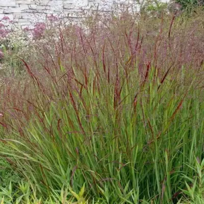 Просо ШЕНАНДО прутьевидное в Дзержинске