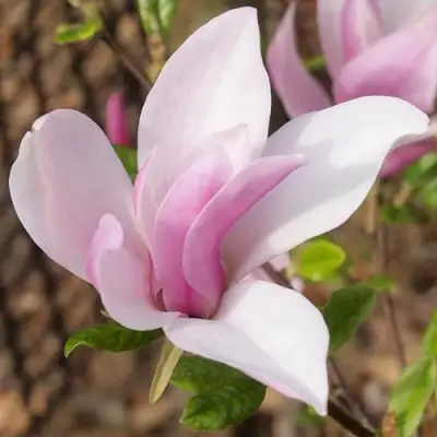 Магнолия БЕТТИ в Дзержинске