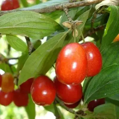 Кизил КОРАЛЛОВЫЙ МАРКА в Дзержинске