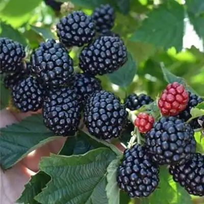 Ежевика ПОЛАР бесшипная  в Дзержинске