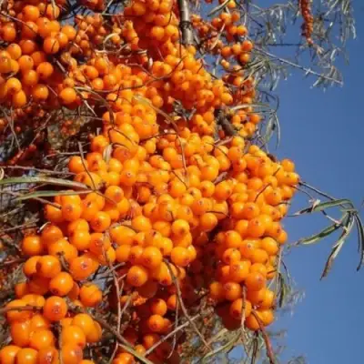 Облепиха СУДАРУШКА в Дзержинске