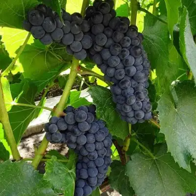 Виноград ВЭЛИАНТ в Дзержинске