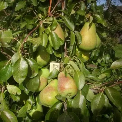 Груша БЕРЕ ЛЮКА в Дзержинске