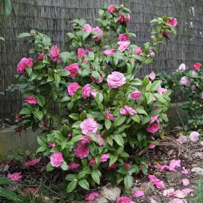 Камелия ДЕББИ в Дзержинске