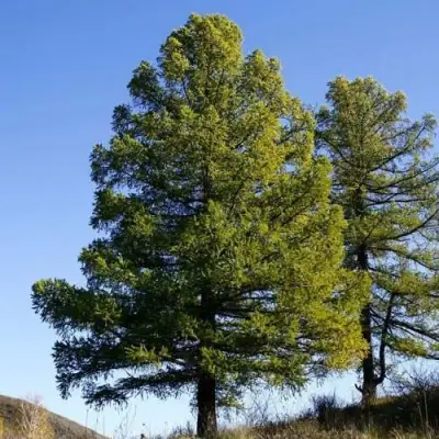 Лиственница сибирская в Дзержинске