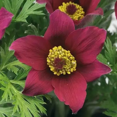 Прострел ПИНВИЛ РЕД ШЕЙДЕС в Дзержинске