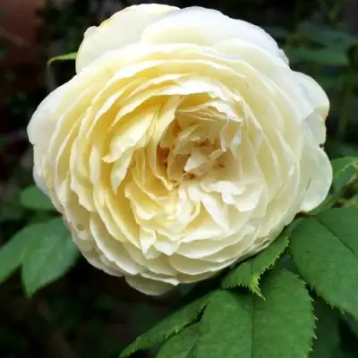 Роза КЛЭР ОСТИН английская в Дзержинске