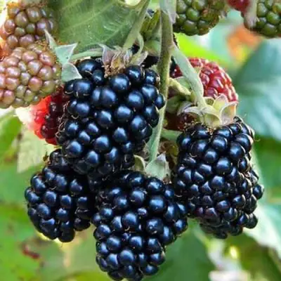 Ежевика ДЖАМБО бесшипная  в Дзержинске