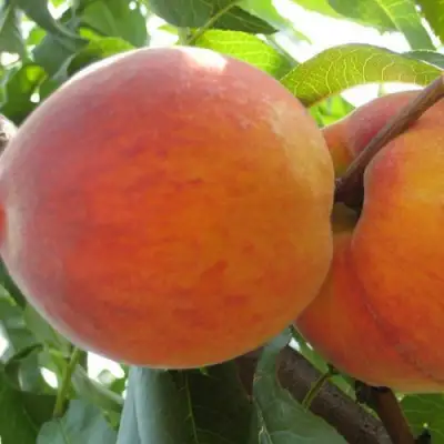 Персик СОЧНЫЙ в Дзержинске