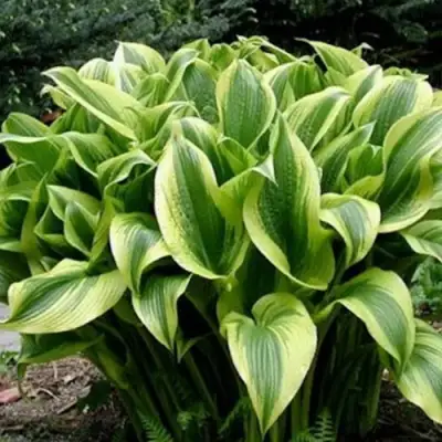 Хоста АУРЕОМАРГИНАТА в Дзержинске