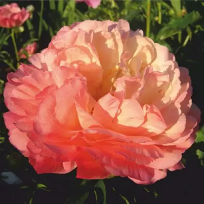 Пион КОРАЛ СУПРИМ травянистый в Дзержинске