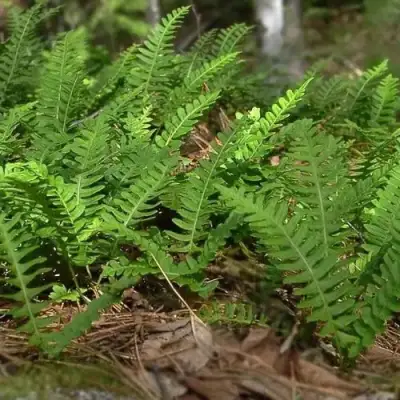 Многоножка обыкновенная в Дзержинске
