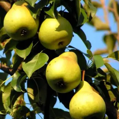 Груша НЕЖНОСТЬ колонновидная	 в Дзержинске