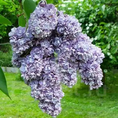 Сирень АМИ ШОТТ в Дзержинске