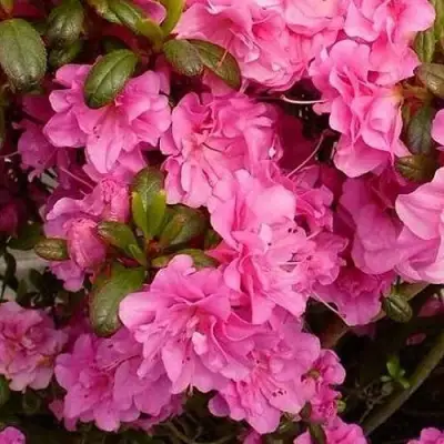 Азалия ПЕТТИКОУТ японская в Дзержинске