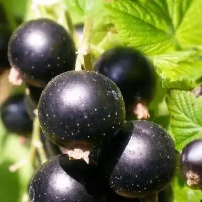 Смородина черная ЧЕРНООКАЯ в Дзержинске