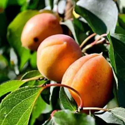 Абрикос БАЙ в Дзержинске