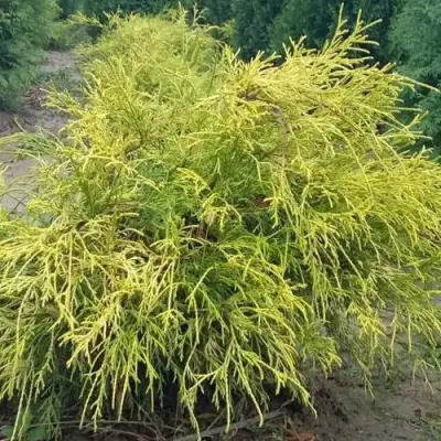 Кипарисовик ФИЛИФЕРА АУРЕА горохоплодный в Дзержинске