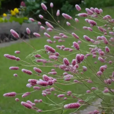 Кровохлебка РОК ЭНД РОЛЛ в Дзержинске