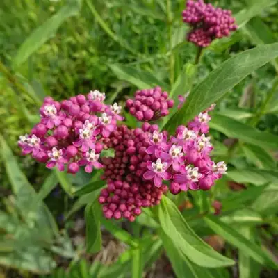 Ваточник МЯСО-КРАСНЫЙ в Дзержинске