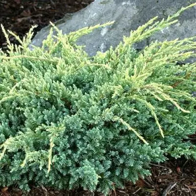 Можжевельник ХОЛГЕР чешуйчатый в Дзержинске