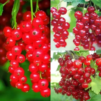 Комплект КРАСНЫЙ УРОЖАЙ в Дзержинске