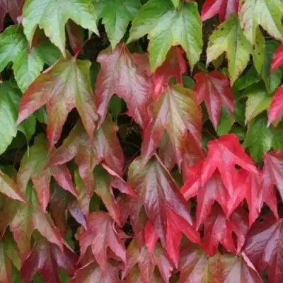 Девичий виноград тройчатый ВИЧИ в Дзержинске