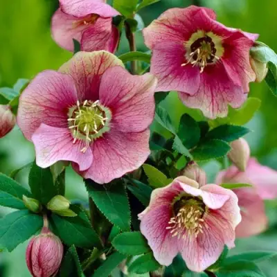 Морозник ВОСТОЧНЫЙ в Дзержинске