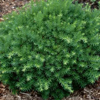 Тис ХИКСИ средний в Дзержинске