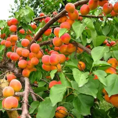 Абрикос ОТБОР АСТАХОВА в Дзержинске