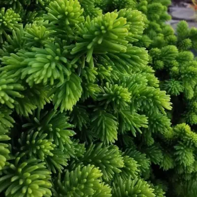 Ель ЛИТЛ ДЖЕМ обыкновенная в Дзержинске