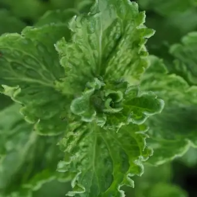 Мята КРИСПА в Дзержинске