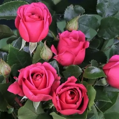 Роза ЛАВ ЛЕТТЕР флорибунда в Дзержинске