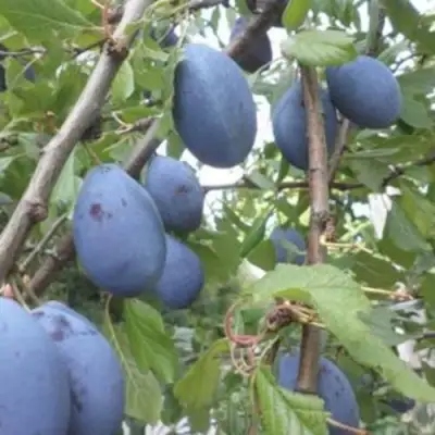 Слива ГИЛЬБЕРТ в Дзержинске