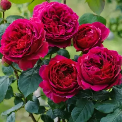 Роза КЕЙТ английская в Дзержинске