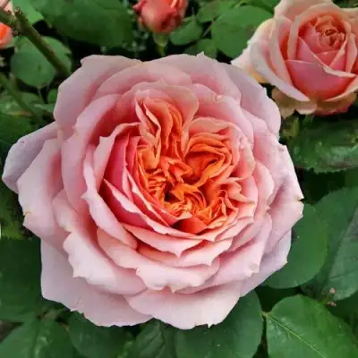 саженцы розы Поль Бокюз