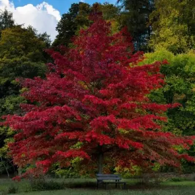 Дуб болотный в Дзержинске