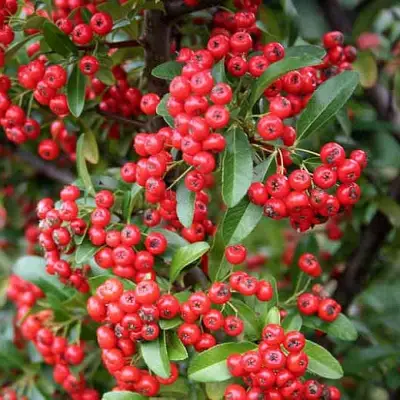 Пираканта РЕД КУИШОН в Дзержинске