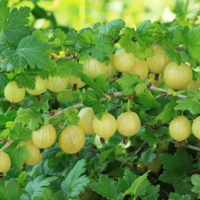 Крыжовник БЕРИЛЛ в Дзержинске